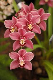 Cymbidium Flower Planting Seeds for Stunning Orchids