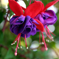 Purple Fuchsia Flower seeds for Planting - Easy to Grow, Heirloom & GMO Free Seeds for Home Garden
 
 Sale