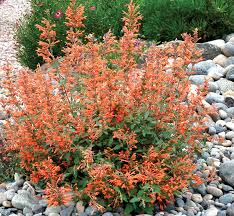 Orange Agastache Flower seeds for Planting - Long Bloom Season, Heirloom & GMO Free Seeds for Home Garden