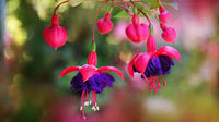 Purple Pink Fuchsia Flower Seeds for Planting Easy to Grow Heirloom & GMO Free Seeds for Home Garden
 
 Sale