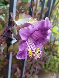 Heirloom Cobaea Scandens Flower seeds for Planting Low Maintenance Heirloom & GMO Free Seeds for Home Garden