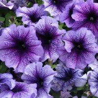 Lavender Black Petunia Flower Seeds for Planting Vibrant Garden Blooms Low Maintenance Heirloom & GMO Free Seeds for Home Garden 
 
 Sale