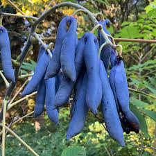 Blue Sausage Fruit Seeds for Planting  Premium Quality