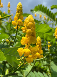 Yellow Candlestick Cassia Flower seeds for Planting - Hardy Variety, Heirloom & GMO Free Seeds for Home Garden