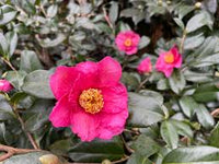 Pink Yellow Camellia Flower seeds for Planting - Colorful Display, Heirloom & GMO Free Seeds for Home Garden
