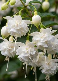 White Fuchsia Hybrida Flower Seeds for Planting – Cut Flower Favorite Heirloom & NonGMO Seeds for Home Garden
 
 Sale
