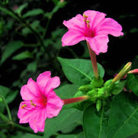 Mirabilis Jalapa Flower Seeds, Complete Planting Guide