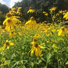 Cutleaf ConeFlower seeds for Planting - Cottage Garden Essential, Heirloom & GMO Free Seeds for Home Garden