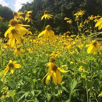 Cutleaf ConeFlower seeds for Planting - Cottage Garden Essential, Heirloom & GMO Free Seeds for Home Garden