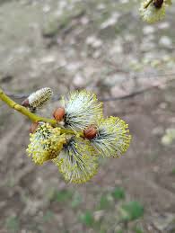 Flame Willow Flower seeds for Planting - Shade Tolerant, Heirloom & GMO Free Seeds for Home Garden