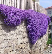 Blue Aubrieta Flower seeds for Planting - Wildflower Mix, Heirloom & GMO Free Seeds for Home Garden