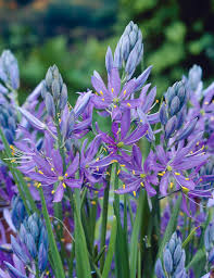 Blue Camas, Camassia Flower seeds for Planting - Shade Tolerant, Heirloom & GMO Free Seeds for Home Garden