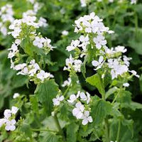 White Lunaria Biennis Flower seeds for Planting - Shade Tolerant, Heirloom & GMO Free Seeds for Home Garden