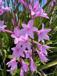 Watsonia Borbonica Flower seeds for Planting Wildflower Mix Heirloom & GMO Free Seeds for Home Garden