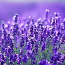 Blue Lavender Flower Seeds for Planting Bright Blooms Heirloom & GMO Free Seeds for Home Garden
 
 Sale