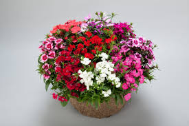 Mixed Dianthus Telstar Flower seeds for Planting - Colorful Display, Heirloom & GMO Free Seeds for Home Garden