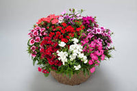 Mixed Dianthus Telstar Flower seeds for Planting - Colorful Display, Heirloom & GMO Free Seeds for Home Garden