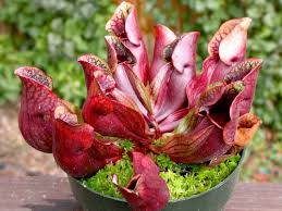 Carnivorous Flower seeds for Planting - Garden Favorite, Heirloom & GMO Free Seeds for Home Garden