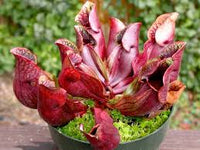 Carnivorous Flower seeds for Planting - Garden Favorite, Heirloom & GMO Free Seeds for Home Garden