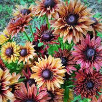 Rudbeckia Sahar Flower seeds for Planting - Hardy Variety, Heirloom & GMO Free Seeds for Home Garden