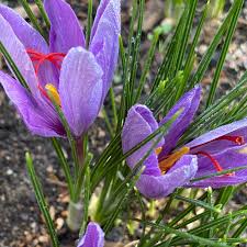 Crocus Sativus Flower seeds for Planting Shade Tolerant Heirloom & GMO Free Seeds for Home Garden
