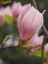 Baby Pink Yulan Flower seeds for Planting - Shade Tolerant, Heirloom & GMO Free Seeds for Home Garden