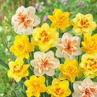 Mixed Color Double Narcissus Flower Seeds for Planting Drought Tolerant Heirloom & GMO Free Seeds for Home Garden
 
 Sale