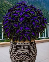 Violet Coleus Flower seeds for Planting Garden Favorite Heirloom & GMO Free Seeds for Home Garden