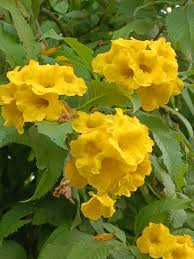 Yellow Rawstone Plant for Your Garden  Seed for Bright and Cheerful Blooms