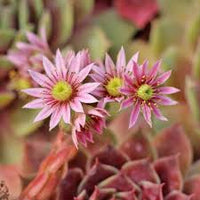 Sempervivum Flower Seeds for Planting  Seed for Hardy Succulent Growth