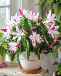 Light Pink Schlumbergera Flower seeds for Planting - Wildflower Mix, Heirloom & GMO Free Seeds for Home Garden