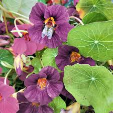 Pink Tropaeolum Majus Flower seeds for Planting Fragrant Blossoms Heirloom & GMO Free Seeds for Home Garden