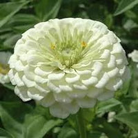 Heirloom White Zinnia Salmon Flower seeds for Planting Vibrant Colors Heirloom & GMO Free Seeds for Home Garden