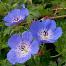 Cool-Climate Blue Geranium Flower Seeds for Easy Planting