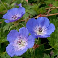 Cool-Climate Blue Geranium Flower Seeds for Easy Planting