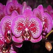 Burgundy Phalaenopsis Orchids Seeds for Planting Colorful Display Heirloom & GMO Free Seeds for Home Garden
 
 Sale
