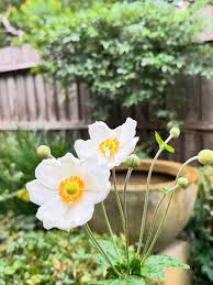 White Autumn Flower seeds for Planting - Premium Quality, Heirloom & GMO Free Seeds for Home Garden