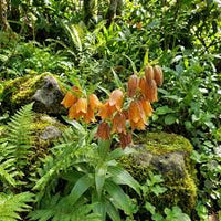 Orange Bell Orchid Flower Seeds for Planting