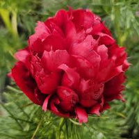 Fern Leaf Peony Flower seeds for Planting - Shade Tolerant, Heirloom & GMO Free Seeds for Home Garden