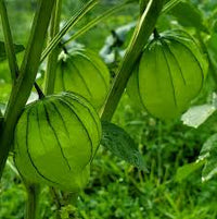Green Tomatillo Seeds for Your Garden