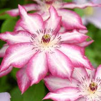 Red White Clematis Flower seeds for Planting Bright Blooms Heirloom & GMO Free Seeds for Home Garden