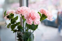 Pink White Carnation Seeds for Planting | Vibrant Annual Flower Seeds for Your Garden