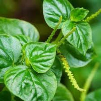 Heirloom Peperomia Pellucida Flower seeds for Planting Long Bloom Season Heirloom & GMO Free Seeds for Home Garden