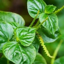 Heirloom Peperomia Pellucida Flower seeds for Planting Long Bloom Season Heirloom & GMO Free Seeds for Home Garden