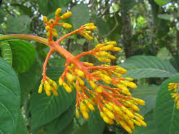 Orange Palicourea Flower Seeds for Planting Colorful Display Heirloom & GMO Free Seeds for Home Garden
 
 Sale