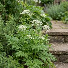 Cicely Flower seeds for Planting - Vibrant Colors, Heirloom & GMO Free Seeds for Home Garden