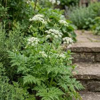 Cicely Flower seeds for Planting - Vibrant Colors, Heirloom & GMO Free Seeds for Home Garden