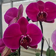Purple Phalaenopsis Orchid Flower seeds for Planting Seasonal Bloomer Heirloom & GMO Free Seeds for Home Garden