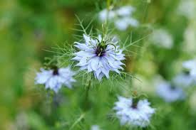 Love in A Mist Flower seeds for Planting Fragrant Blossoms Heirloom & GMO Free Seeds for Home Garden