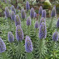 Purple Madeira Flower seeds for Planting Cut Flower Favorite Heirloom & GMO Free Seeds for Home Garden
